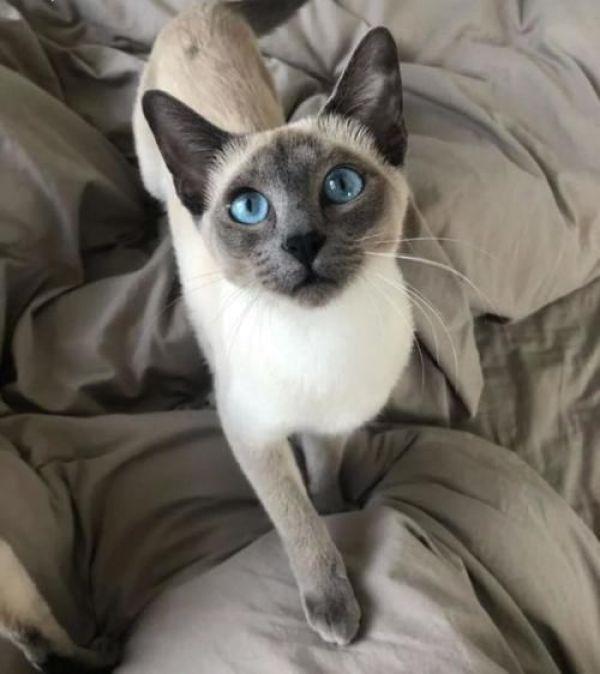最新猫品种,最新猫品种，一段温馨有趣的猫咪日常故事